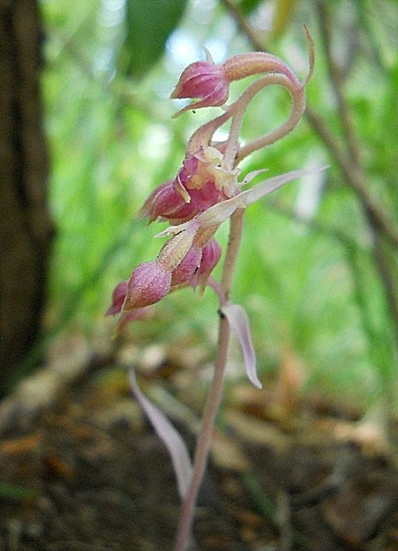 Epipactis exilis