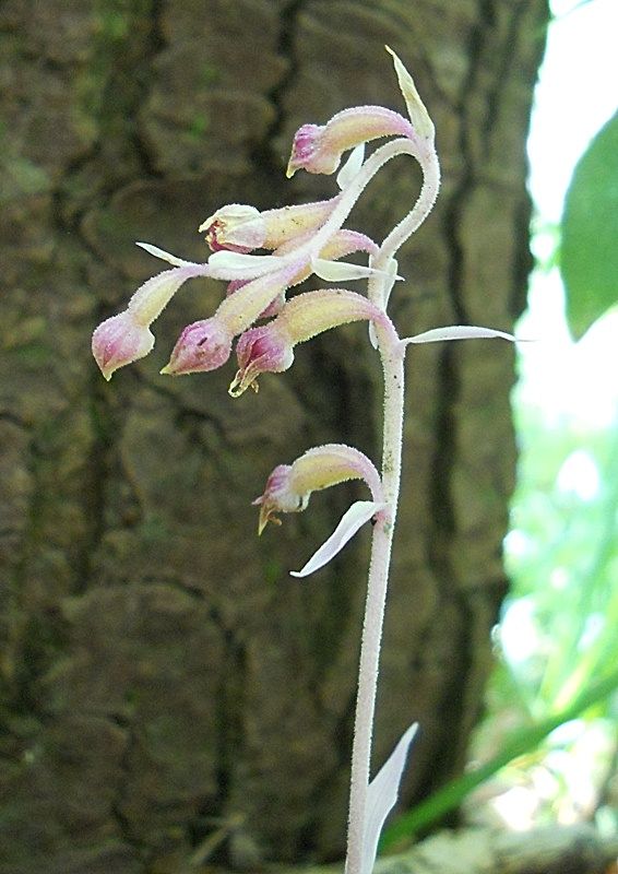 Epipactis exilis