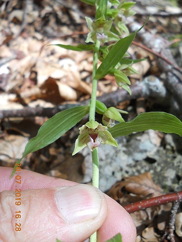 Epipactis da identificare