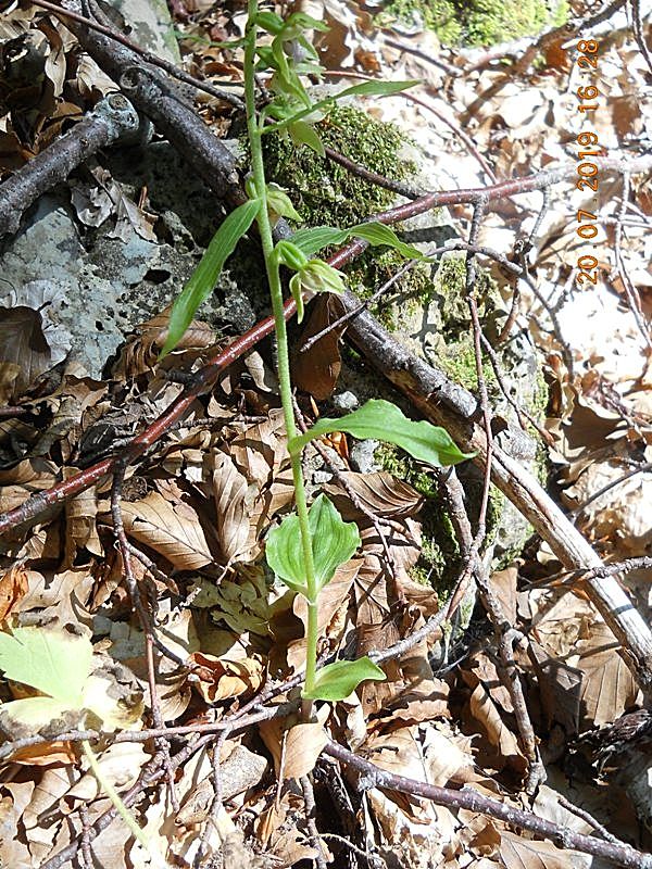 Epipactis da identificare