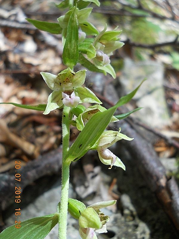 Epipactis da identificare