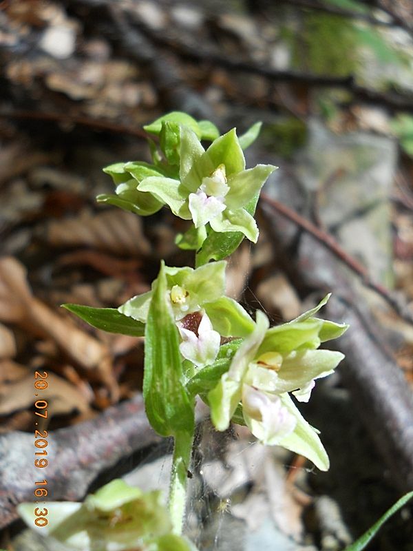 Epipactis da identificare