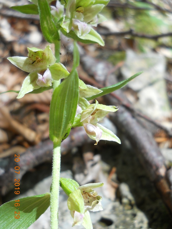 Epipactis da identificare