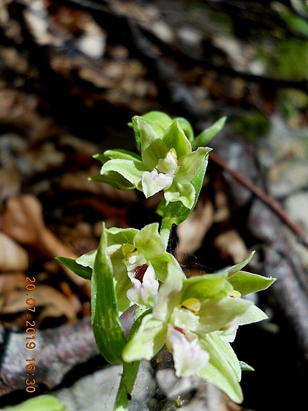 Epipactis da identificare