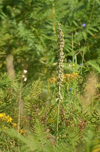 Epipactis atrorubens