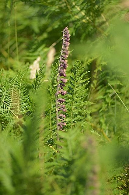 Epipactis atrorubens