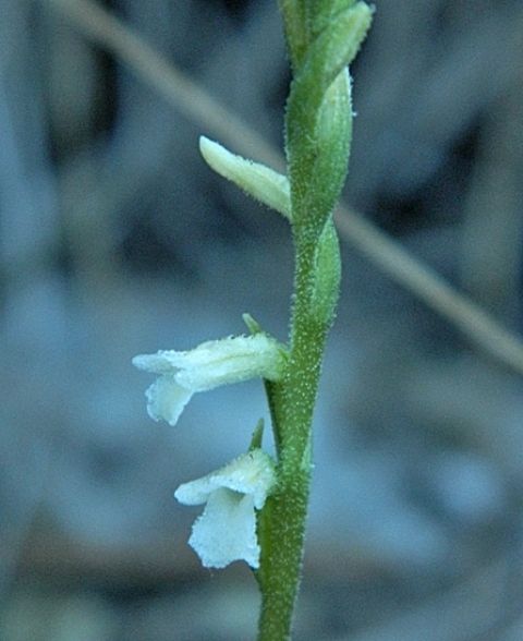 Spiranthes aestivalis