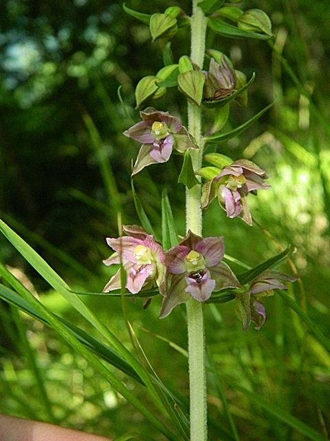 Epipactis helleborine