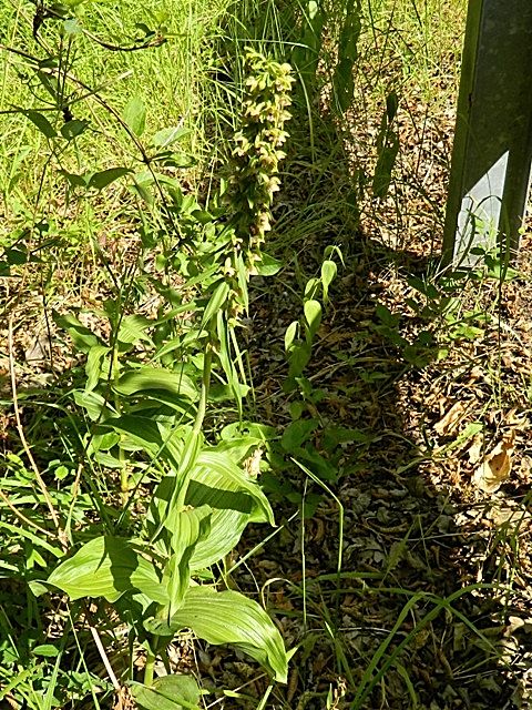 Epipactis helleborine