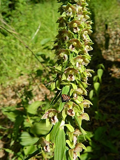 Epipactis helleborine