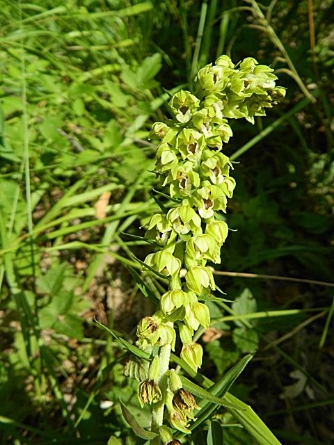 Epipactis helleborine