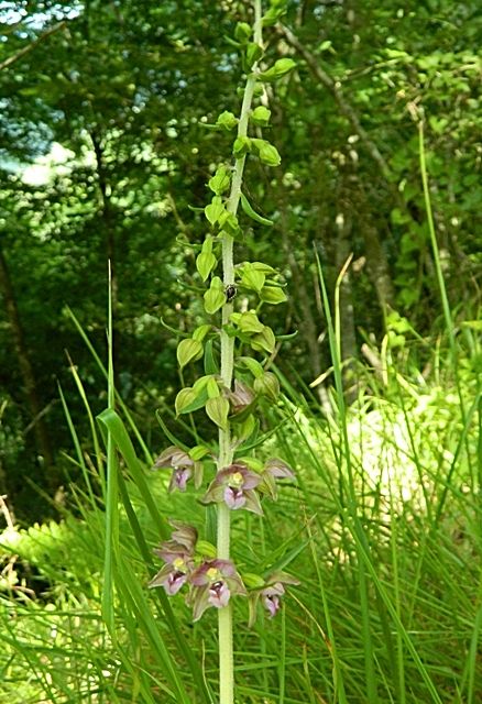 Epipactis helleborine