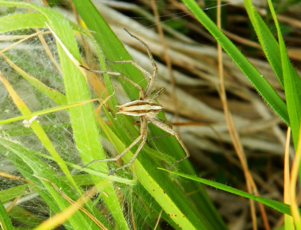 Pisaura sp. - Campocecina (MS)