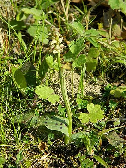 Neotinea maculata
