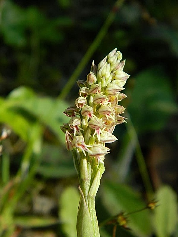 Neotinea maculata