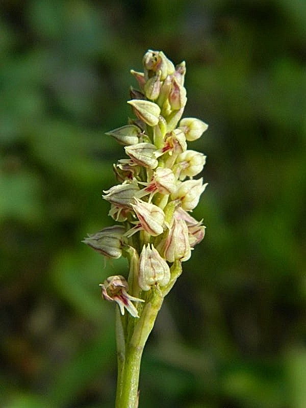 Neotinea maculata