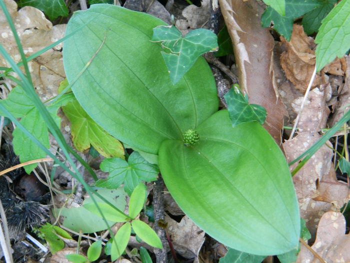 Neottia (Litera) ovata