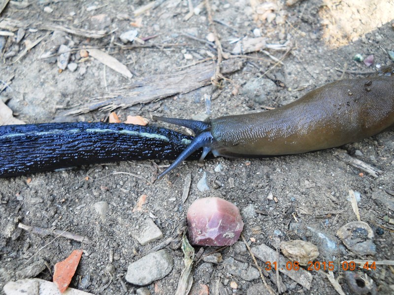 Segnalazione Limax a Sarzana (SP): Limax aldrovandi Moquin-Tandon 1855