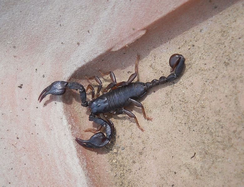 Euscorpius concinnus da Fosdinovo (MS)