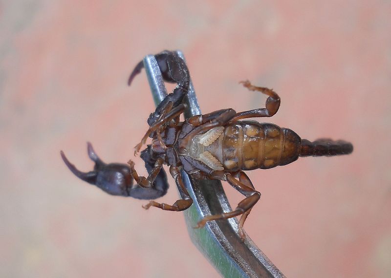 Euscorpius concinnus da Fosdinovo (MS)