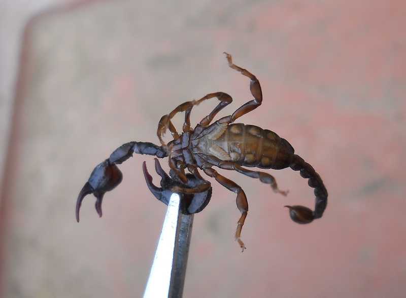 Euscorpius concinnus da Fosdinovo (MS)