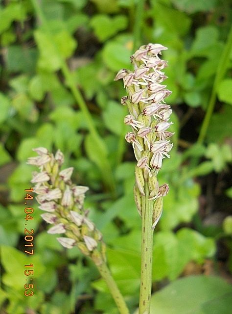 Neotinea maculata