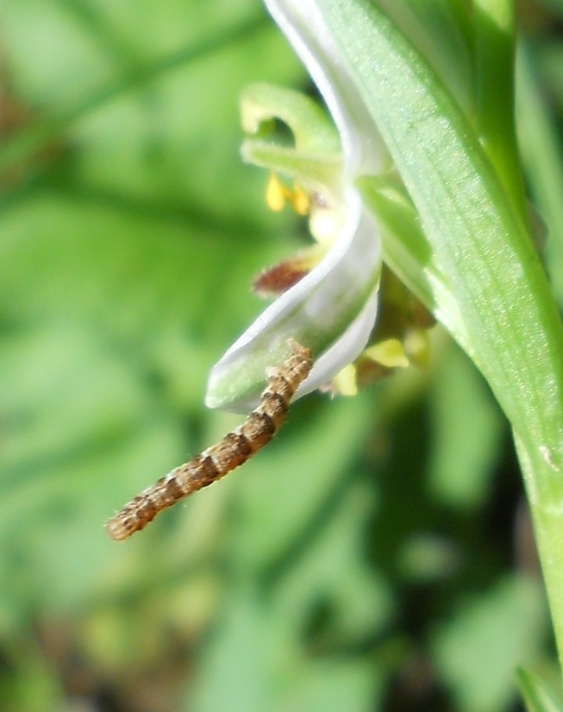 Bruco: Geometridae Larentiinae Eupitheciini