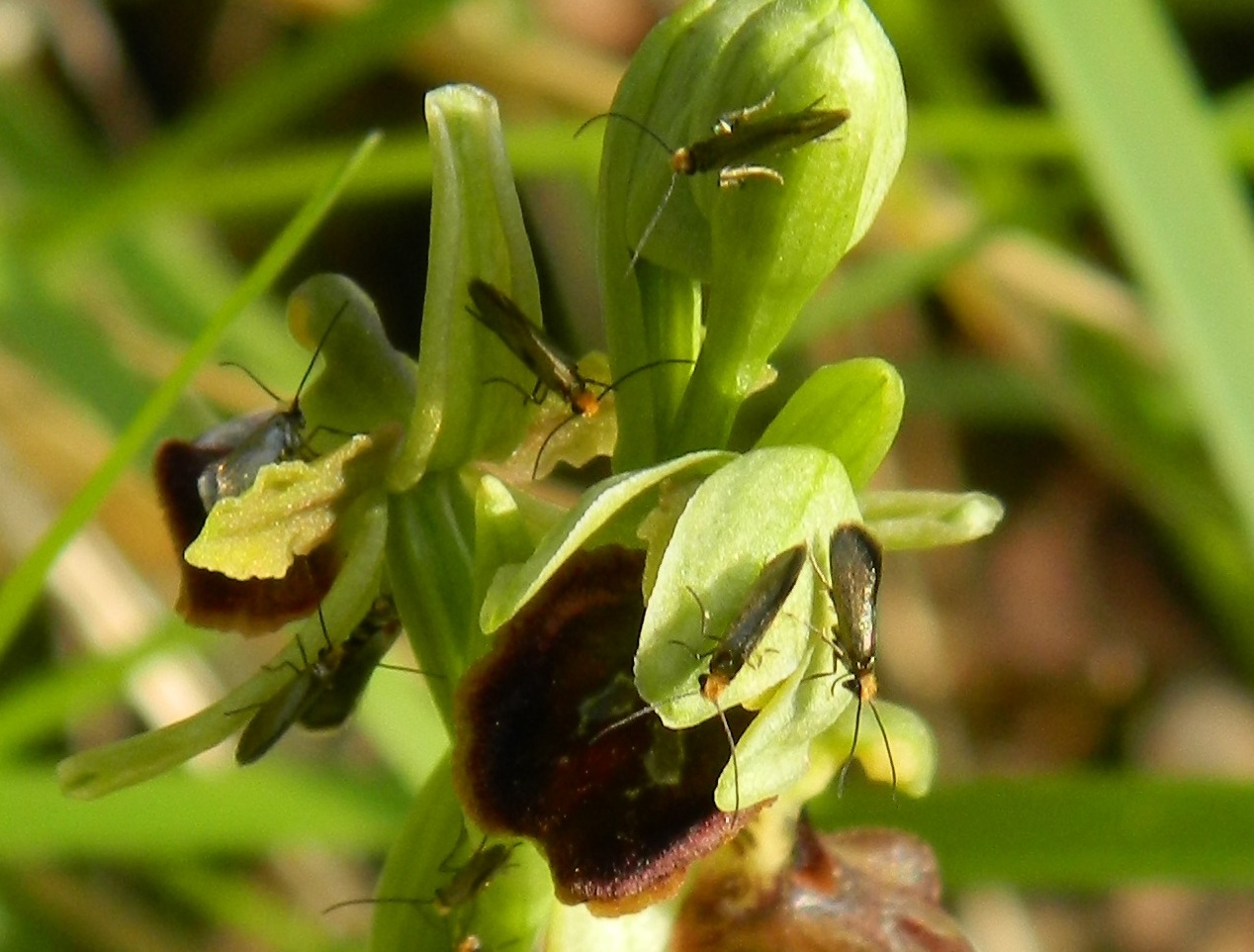 Da identificare - Micropterix sp.