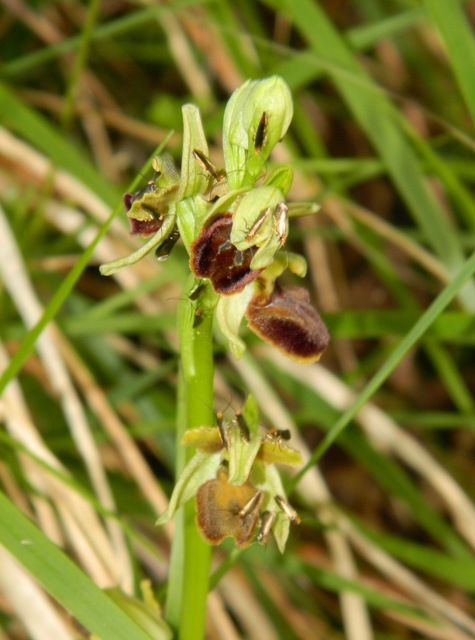 Da identificare - Micropterix sp.