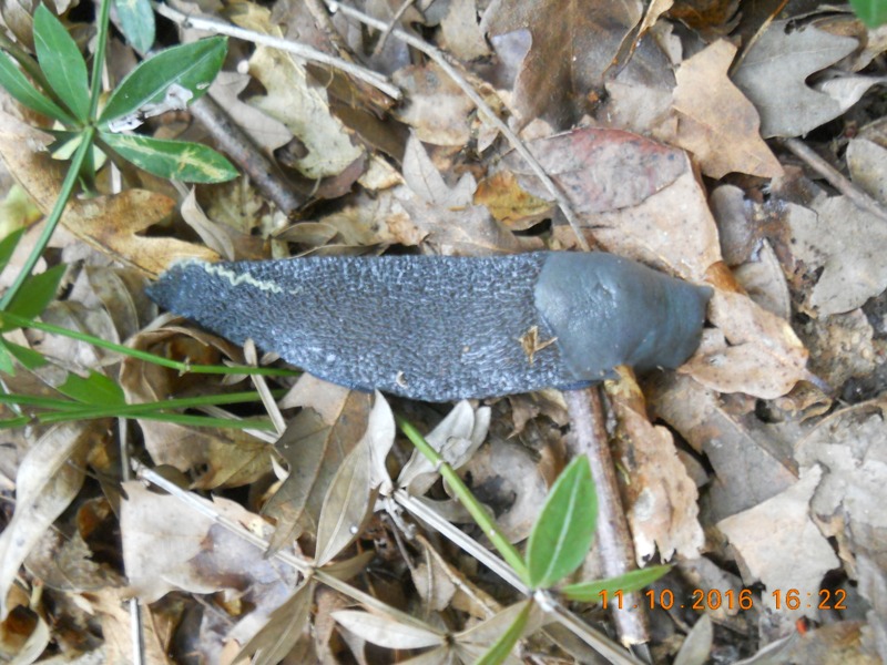 Limax aldrovandi Moquin-Tandon 1855 a S.Stefano di Magra (SP)