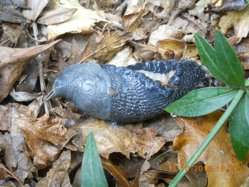 Limax aldrovandi Moquin-Tandon 1855 a S.Stefano di Magra (SP)