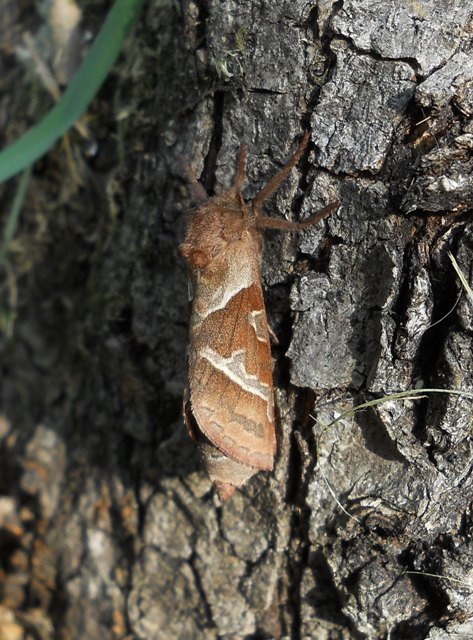 Da identificare - Triodia sylvina