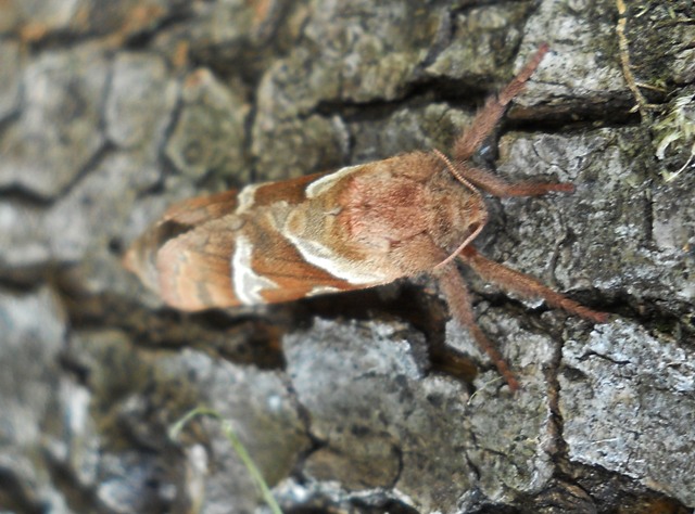 Da identificare - Triodia sylvina