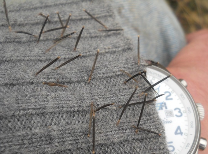 Bidens subalternans / Forbicina subalterna