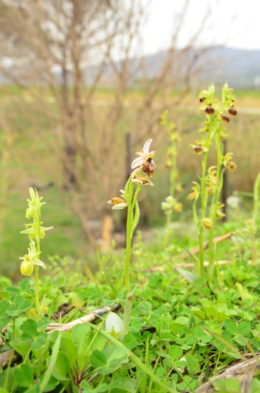 Val di magra, tra Vezzano e S.Stefano