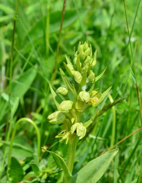 Tra Val di Vara e val Graveglia
