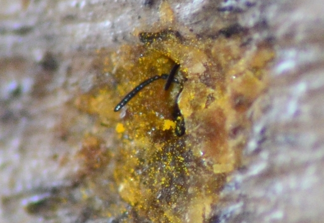 Apidae Megachilinae: cfr. Megachile sp.
