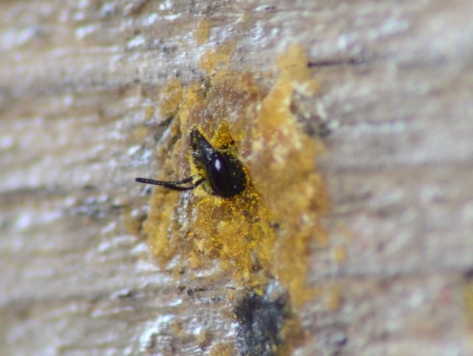 Apidae Megachilinae: cfr. Megachile sp.
