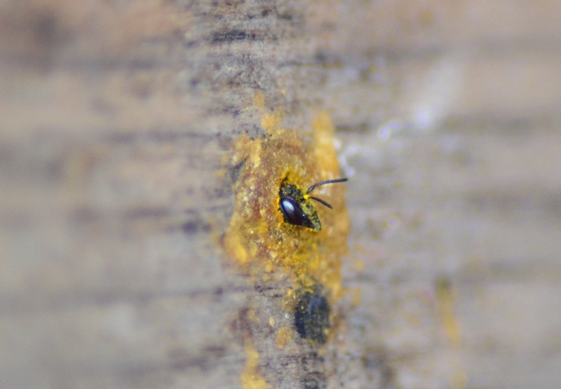 Apidae Megachilinae: cfr. Megachile sp.