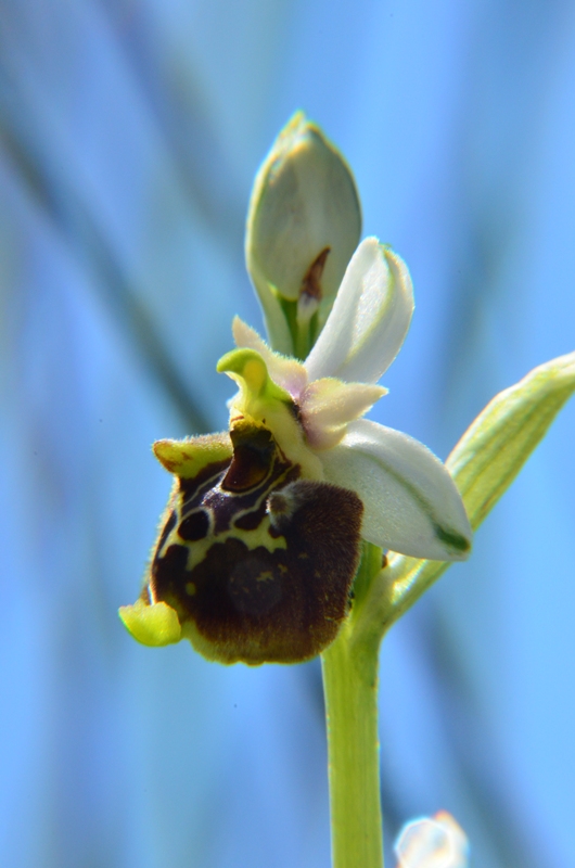 Ophrys appennina / Ofride degli Appennini