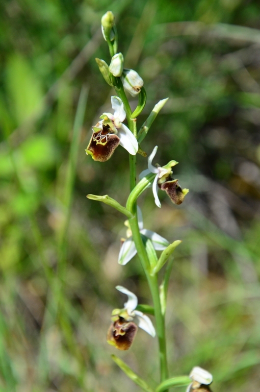 Ophrys appennina / Ofride degli Appennini