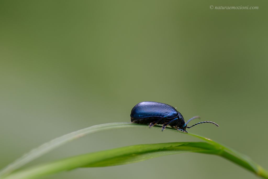 Oreina sp., Chrysomelidae