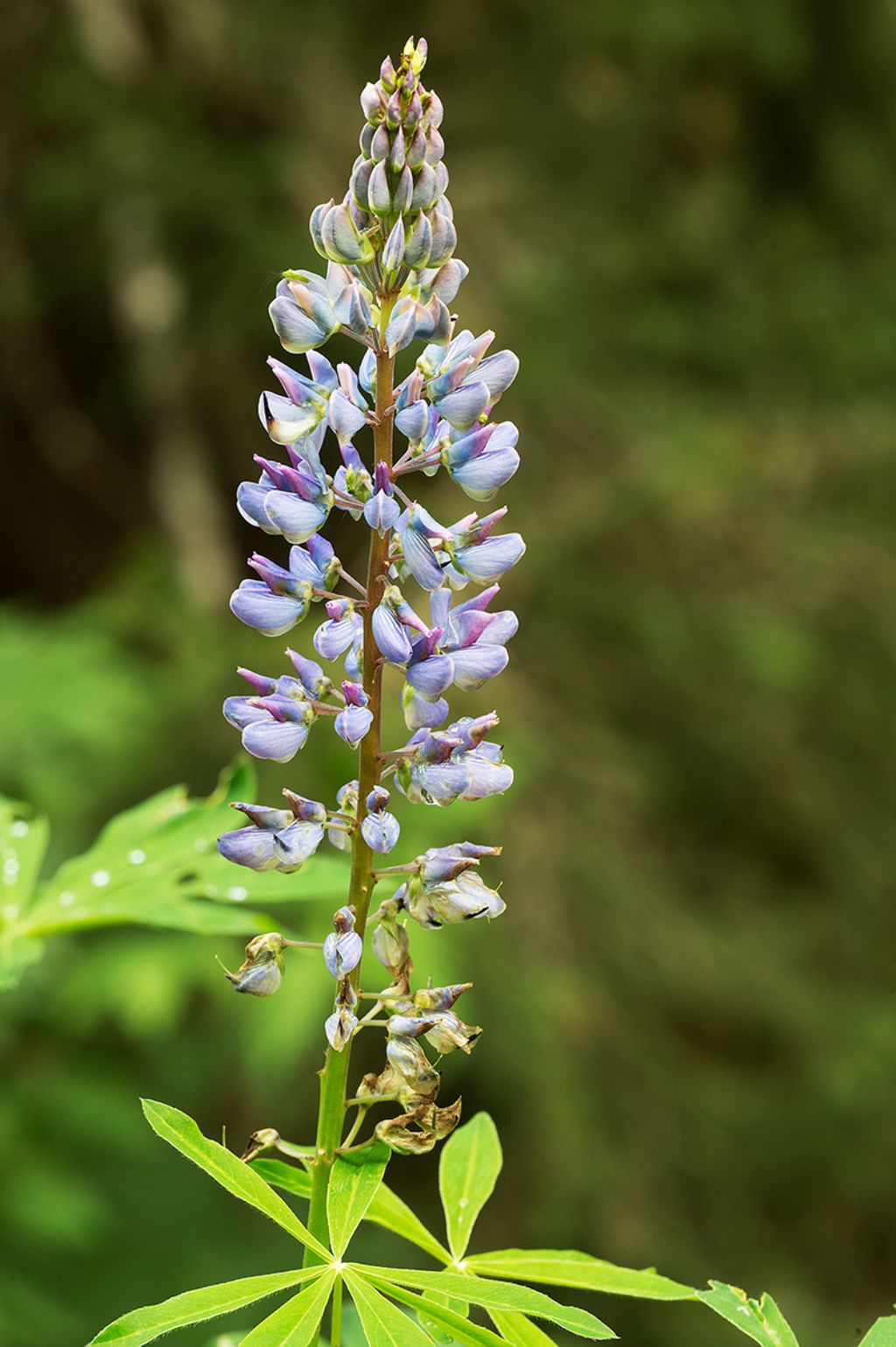 Lupinus polyphyllus