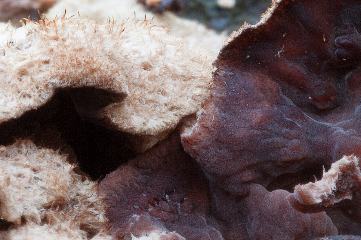 Richiesta determinazione