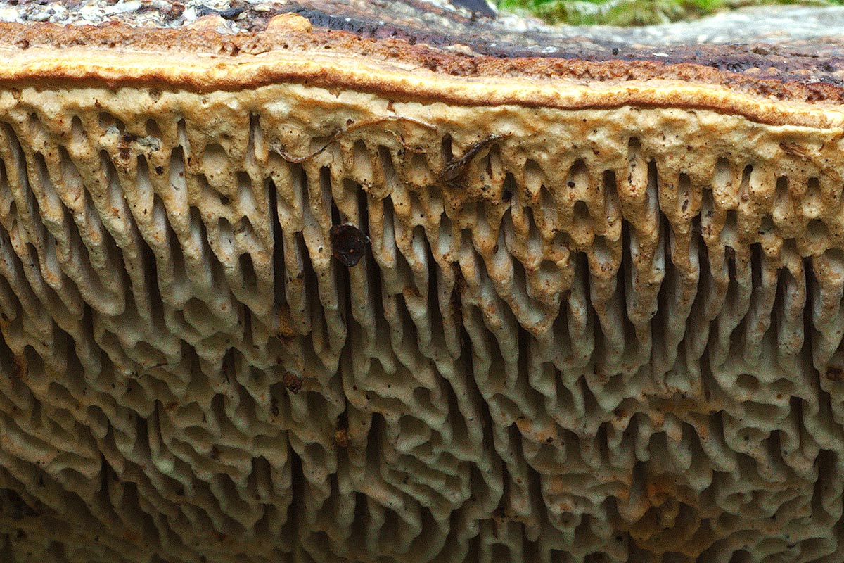 Richiesta determinazione