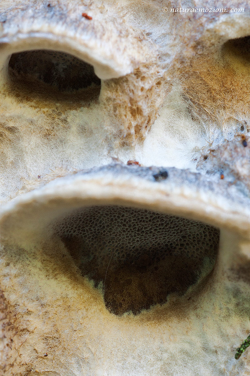 Richiesta determinazione