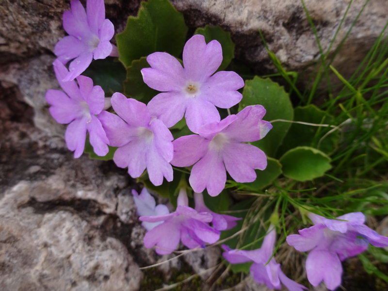 Primula hirsuta
