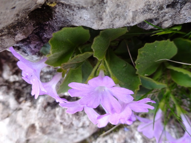 Primula hirsuta