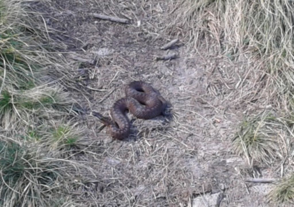 Vipera berus di val dei mocheni