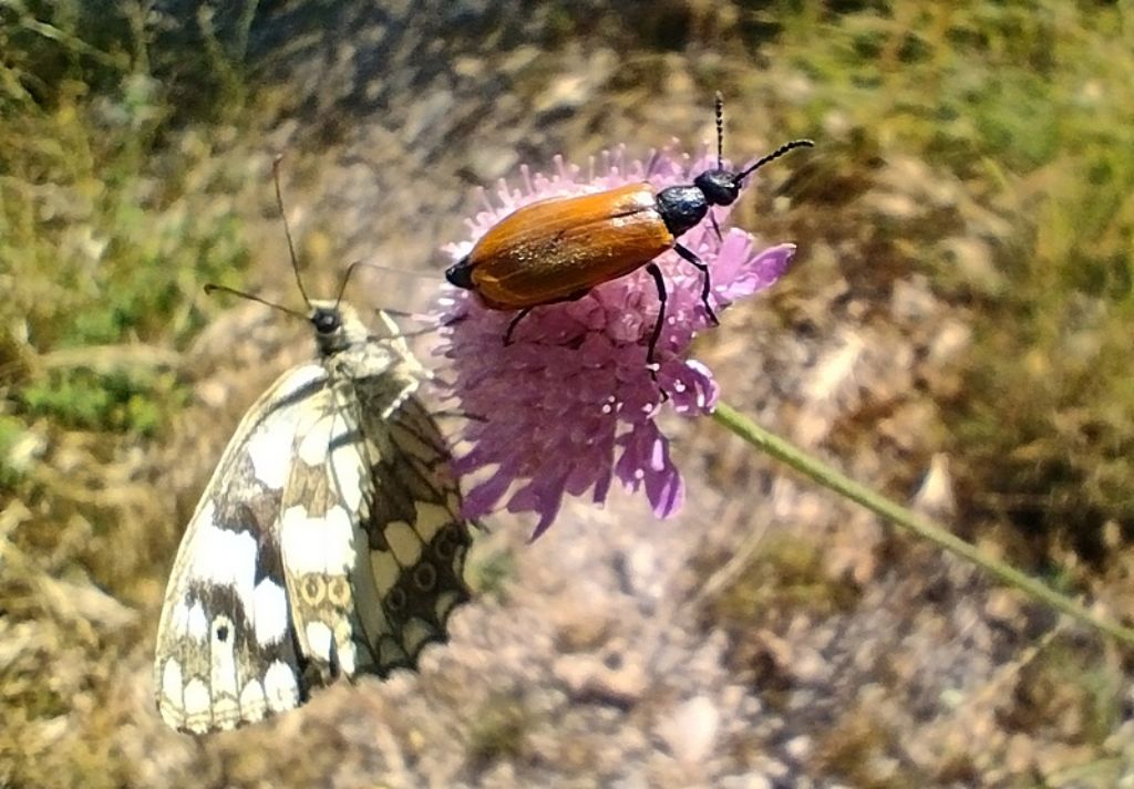 di che insetto si tratta ? Meloidae, Lydus trimaculatus italicus.